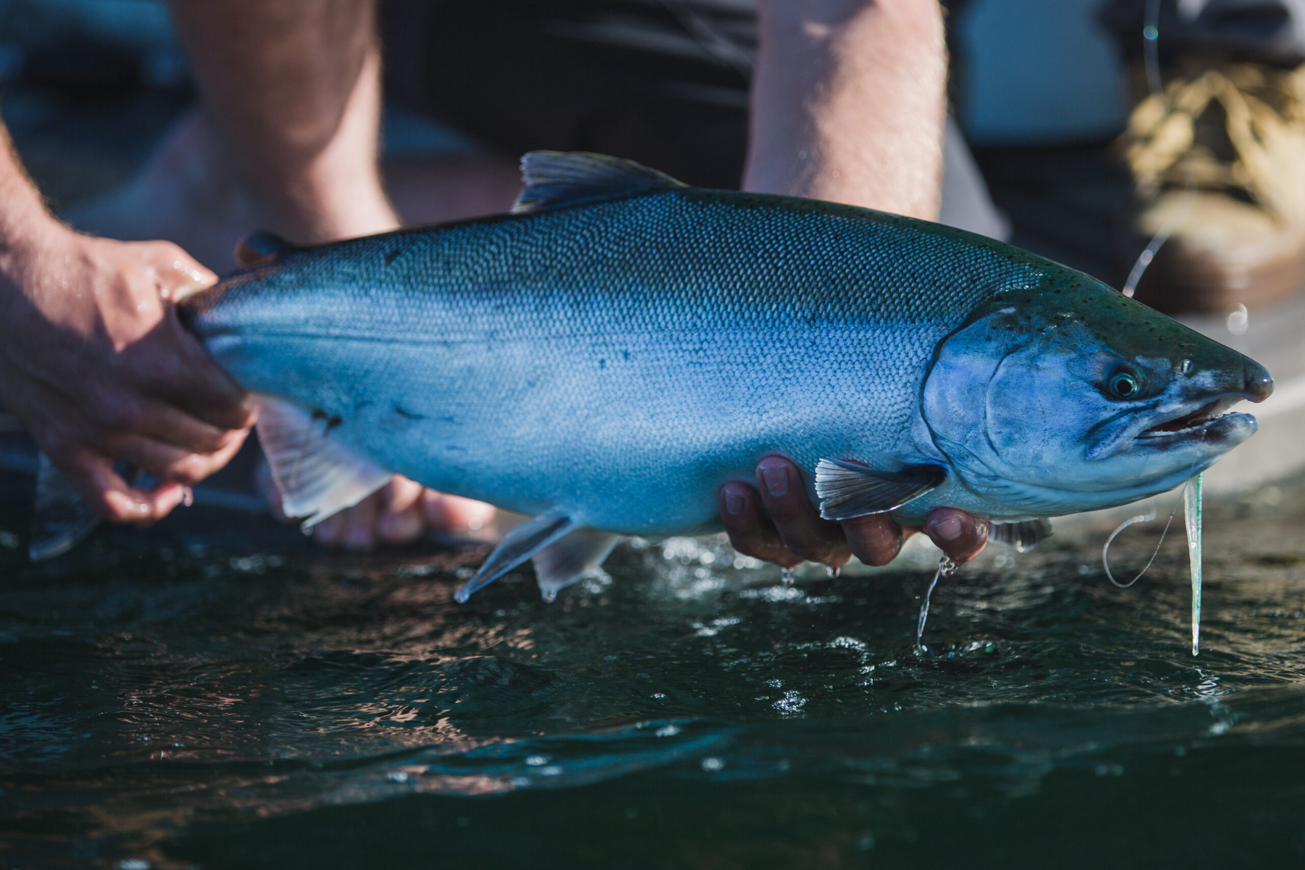 Haida Fishing - Halibut & Spring Salmon Charter Fishing, Prince Rupert, BC