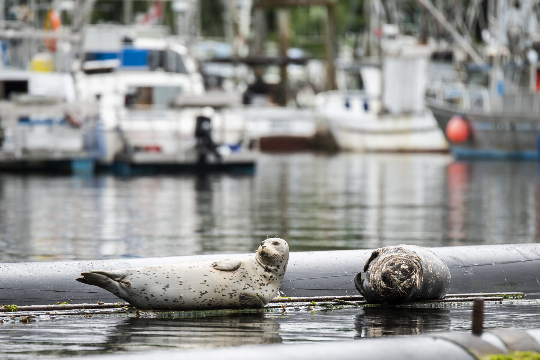 prince rupert bc tours